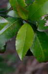 Carolina laurelcherry